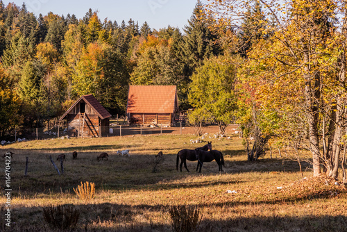 Rural house with farm animals near Mitrovac village, Serbia photo