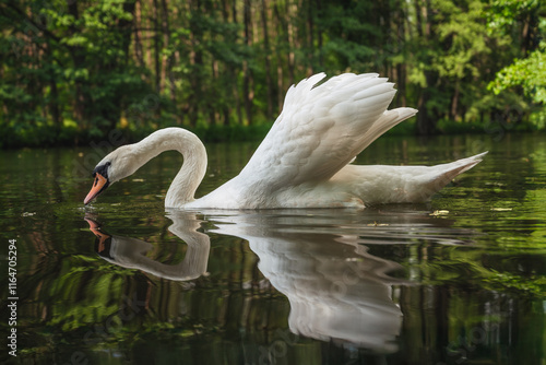 Mute swan photo