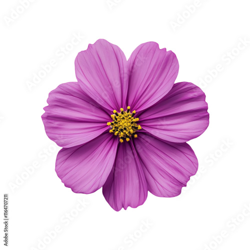 Purple Cosmos Flower Isolated on Transparent Background