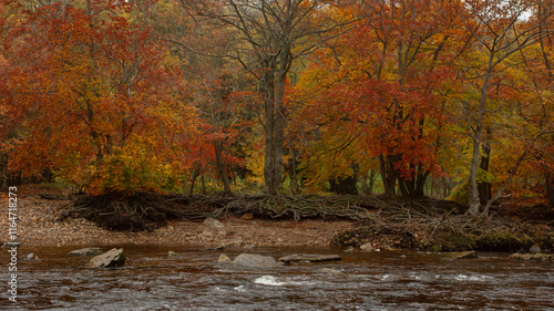 beautiful autumn coloured trees on the river swale at richmond, north Yorkshire  photo