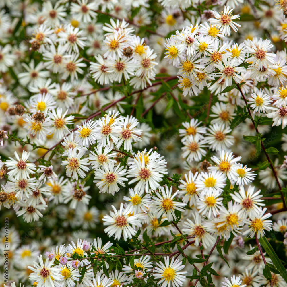 Naklejka premium Symphyotrichum lateriflorum. Common name is calico aster.