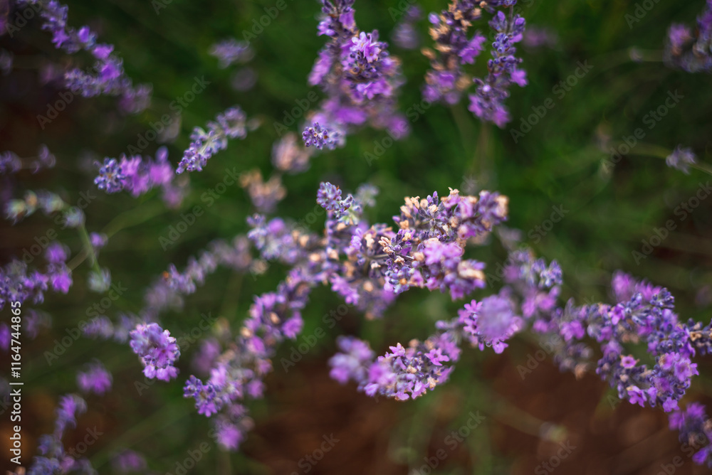 Purple Lavender Fields 