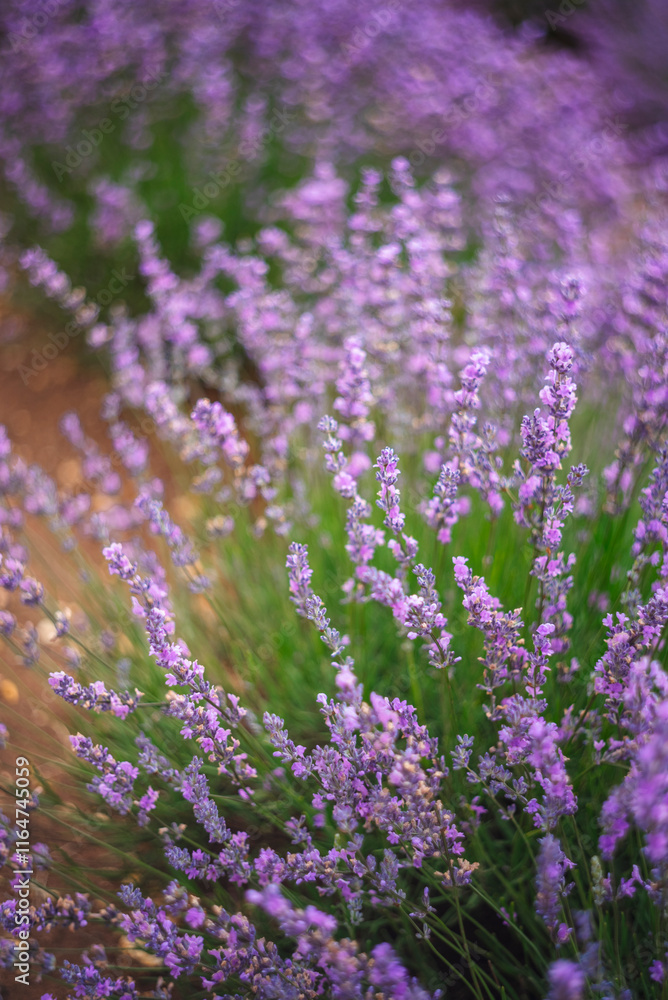 Purple Lavender Fields Purple Lavender Fields