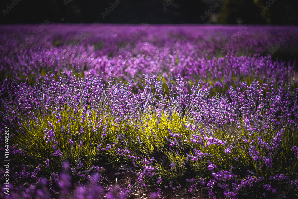 Fototapeta premium Purple Lavender Fields 