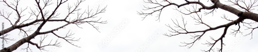 Obraz premium Intricate network of bare branches, stark white background , tree branches, detail