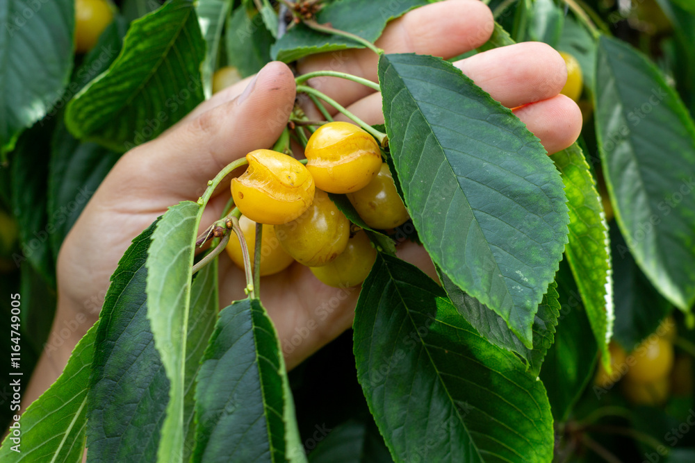 Obraz premium yellow cherry fruits are damaged and cracked due to excessive moisture