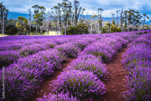 Purple Lavender Fields 