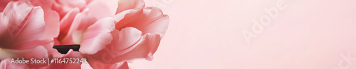 Wallpaper Mural Tulips on a pink banner with copy space Torontodigital.ca