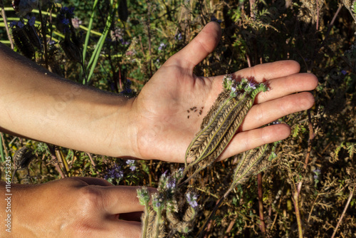 seeds from phacelia on the palm of a person photo