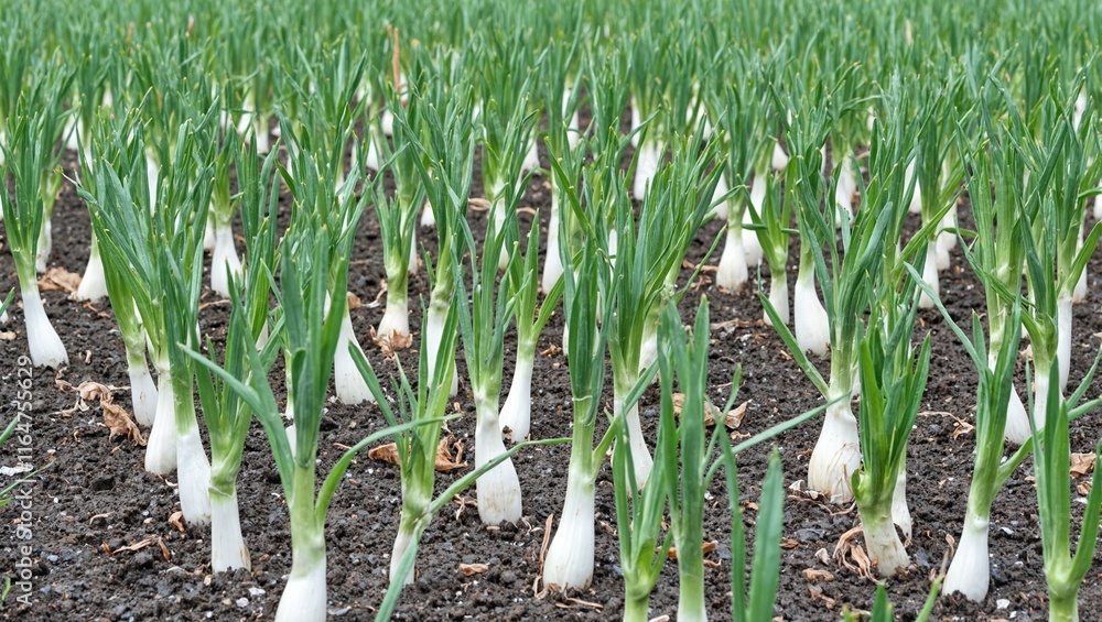 Fototapeta premium Fresh leeks growing in organized rows