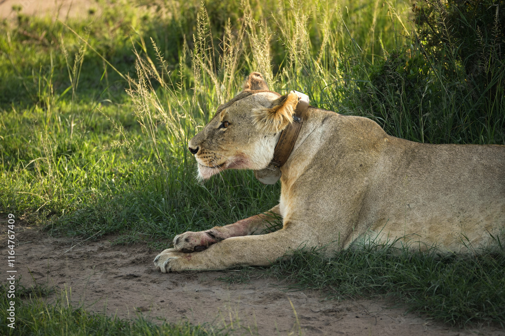 Lioness laying down after a kill in Maasai Mara National Park, Kenya Lioness laying down after a kill in Maasai Mara National Park, Kenya