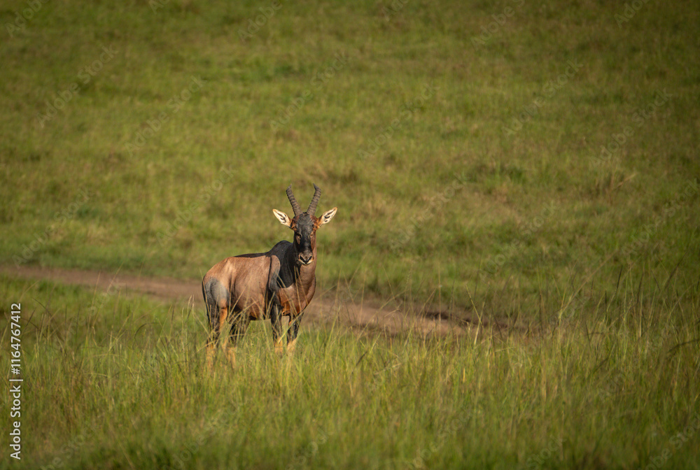 A topi (subspecies of antelope) in Maasai Mara National Reserve, Kenya A topi (subspecies of antelope) in Maasai Mara National Reserve, Kenya