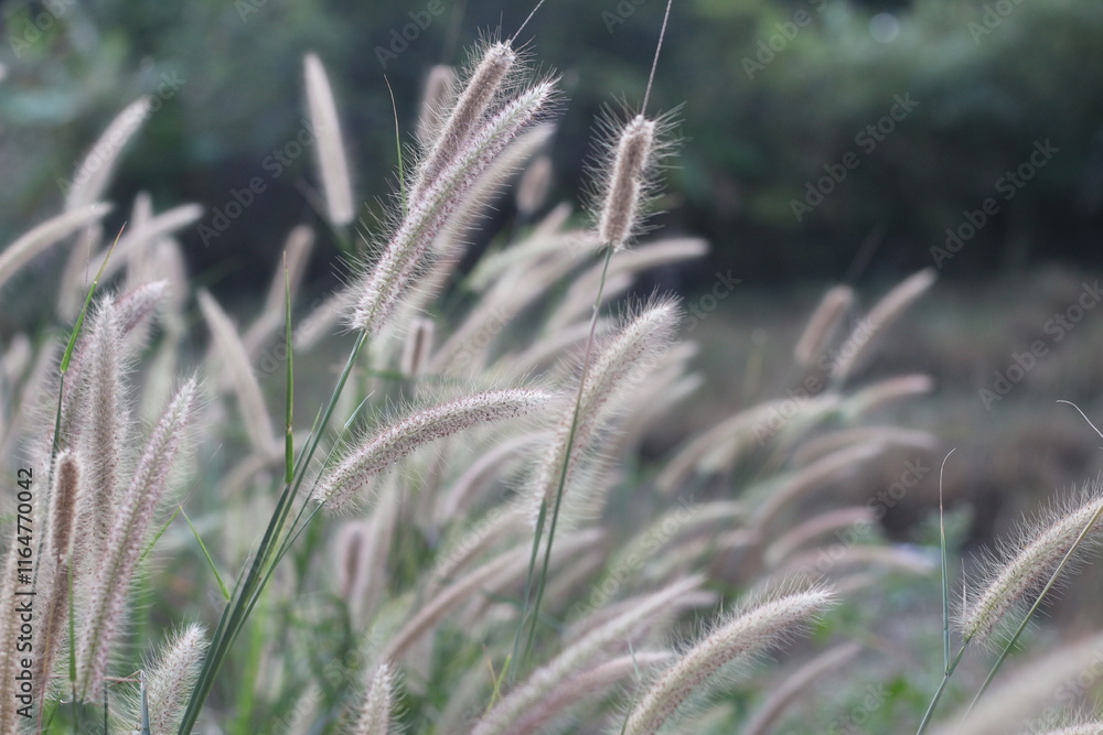 Grass flower in the field with soft focus and blur background. Grass flower in the field with soft focus and blur background.