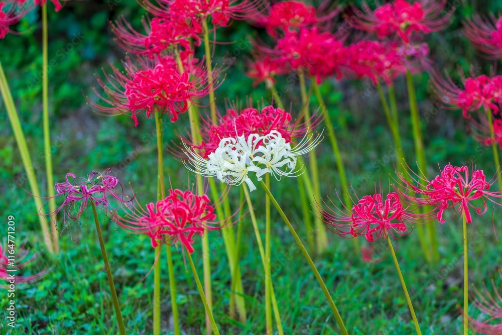 満開の真っ赤なヒガンバナに囲まれて咲く一輪の白い彼岸花