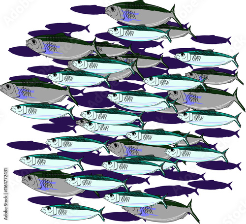 Ball of mixed baitfish, Pilchards and Sardines 