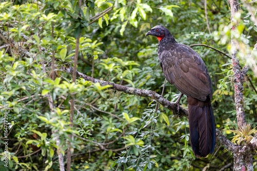 Jacuguaçu (Penelope obscura)