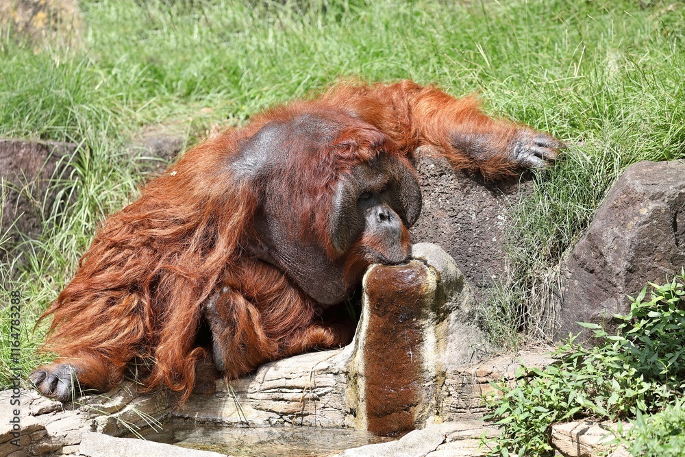 Obraz premium 水飲み場で水を飲むオランウータン
