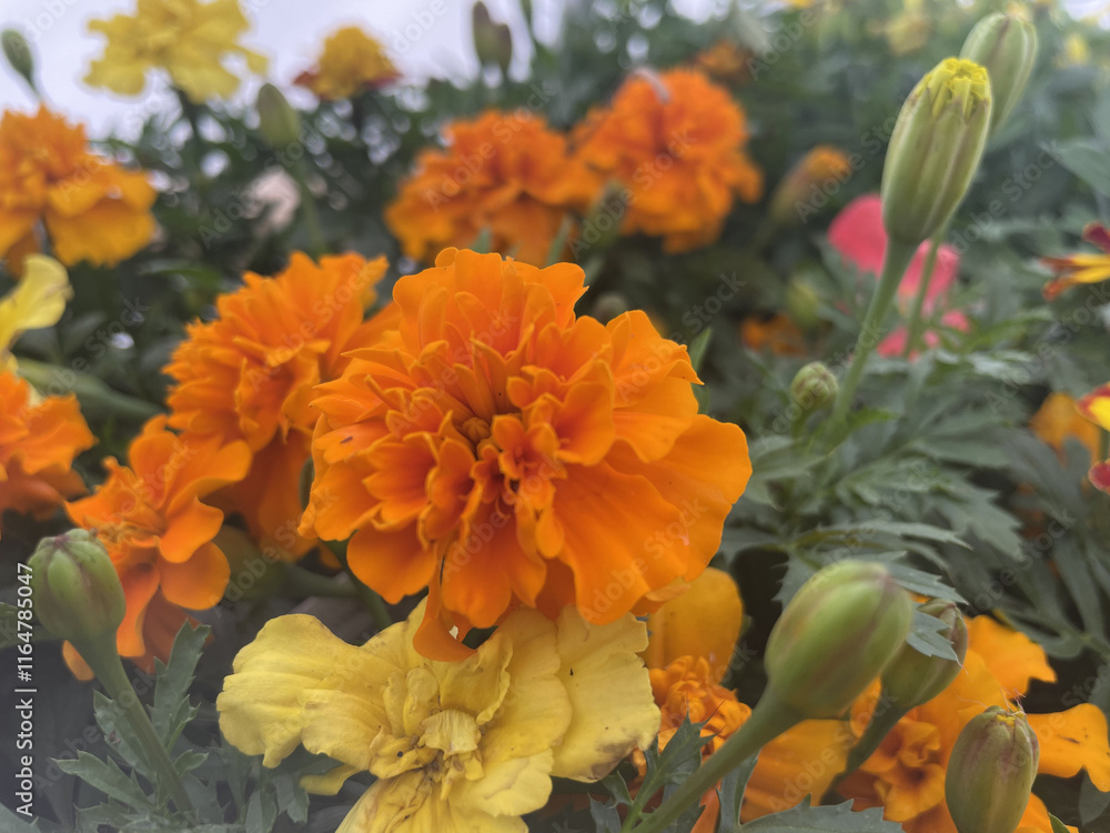 Fototapeta premium orange marigold flowers