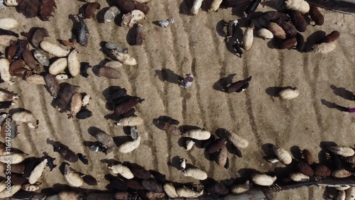 Aerial view farmer sheep