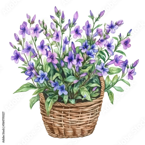 A watercolor painting of a lobelia bouquet in a basket, isolated on a white background. Lobelia vector.
 photo