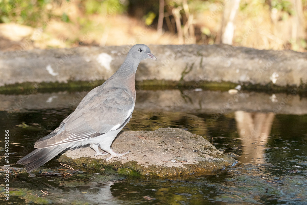 Fototapeta premium Paloma torcaz (Columba palumbus) apunto de beber agua