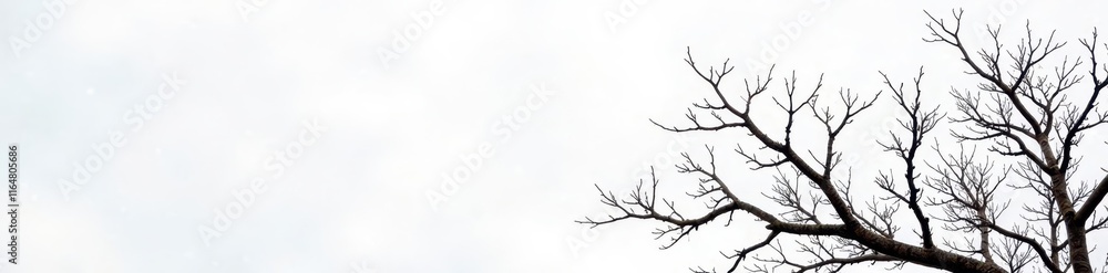 Obraz premium Stark, bare branches against a bright white backdrop , serene, white