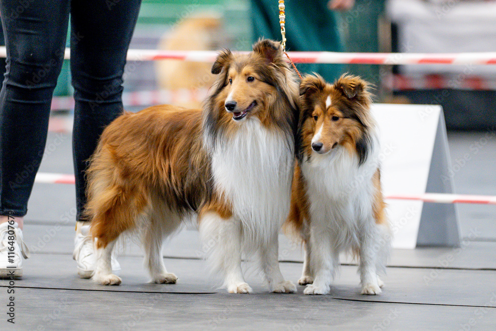 Shetland Sheepdog and Shetland Sheepdog at the Dog Show
