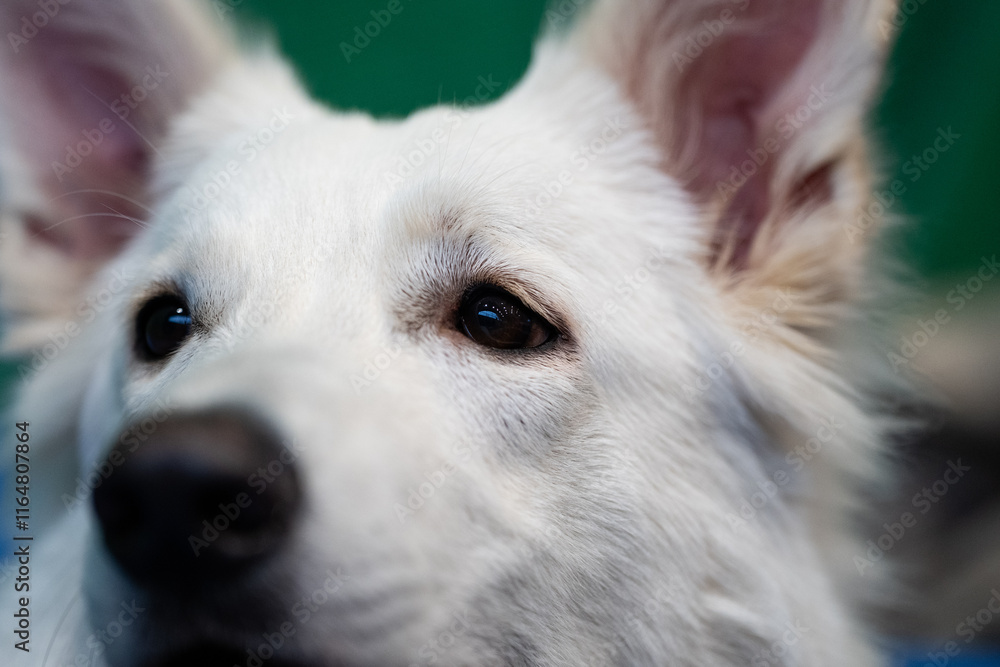 portrait of a dog