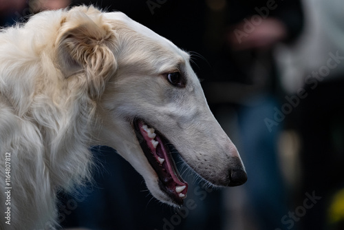 Russian Borzoi Dog