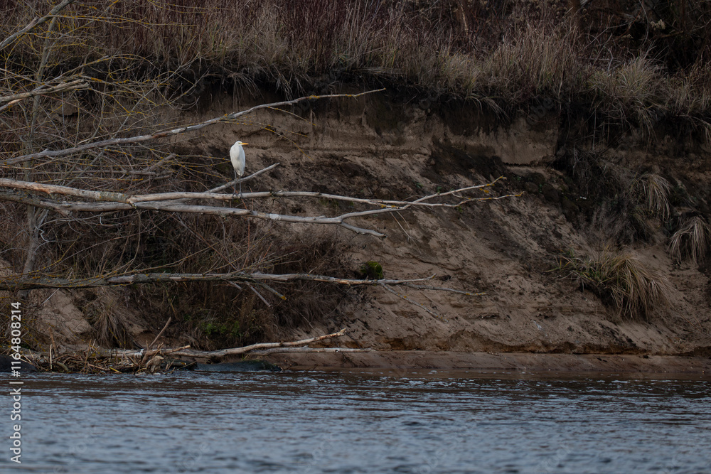 White Heron (Ardea cinerea) perched on a branch in the river