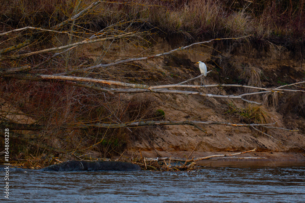 White Heron (Ardea cinerea) perched on a branch in the river
