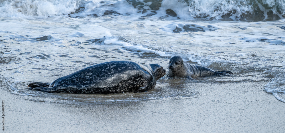 Obraz premium Mother And Baby Seal Interact In The Surf On Childrens Pool Beach
