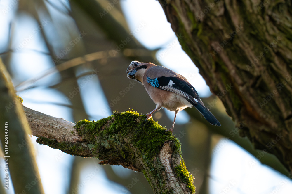 Jay in a tree
