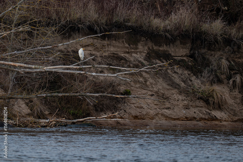 Obraz na płótnie White Heron (Ardea cinerea) perched on a branch in the river w salonie
