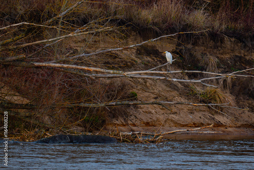 Obraz na płótnie White Heron (Ardea cinerea) perched on a branch in the river w salonie