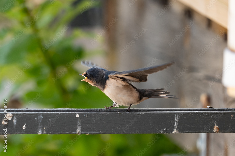 bird on a fence, swallow