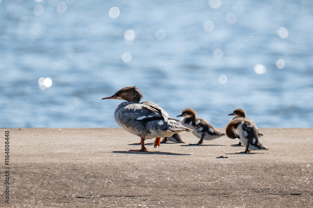 A merganser with his children, ducklings with his mother