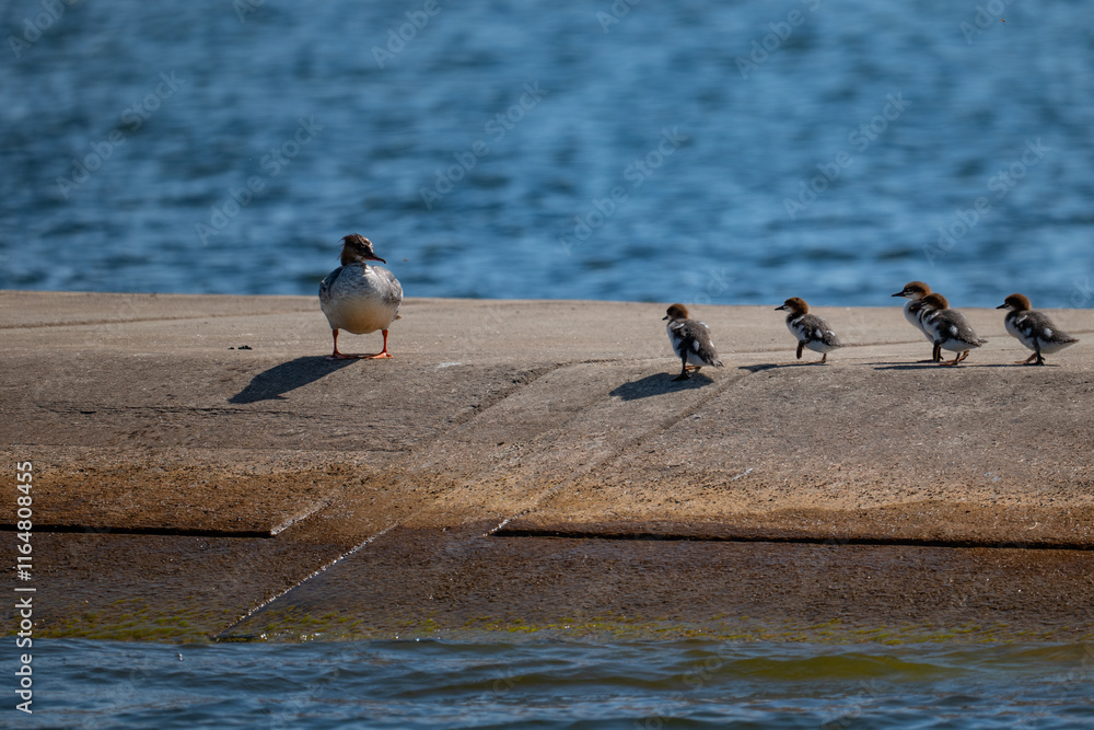 A merganser with his children, ducklings with his mother