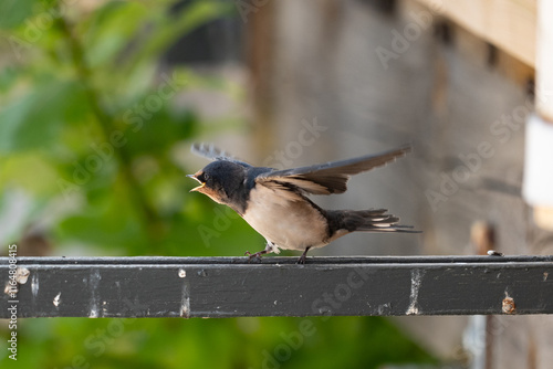 Obraz na płótnie bird on a fence, swallow w salonie