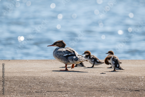 Obraz na płótnie A merganser with his children, ducklings with his mother w salonie