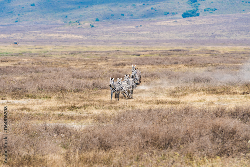 Fototapeta premium タンザニアのンゴロンゴロ保全地域のシマウマ