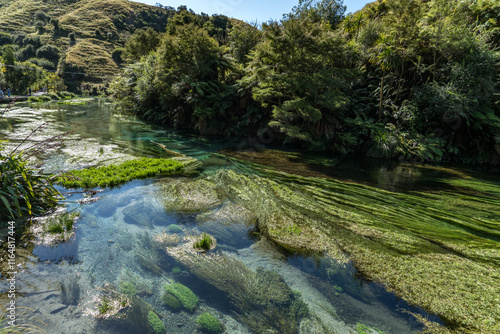 Waihou River. Blue Springs  Putararu,  which supplies around 70 per cent of New Zealand's bottled water. The weed is under water showing just how clear and clean the water is photo