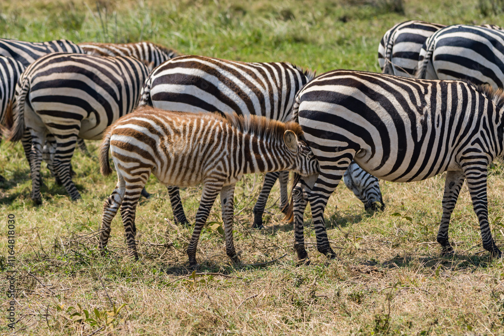 Fototapeta premium タンザニアのンゴロンゴロ保全地域のシマウマ