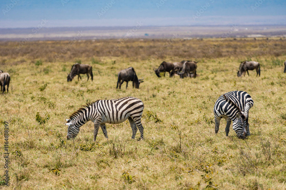 Fototapeta premium タンザニアのンゴロンゴロ保全地域のシマウマ