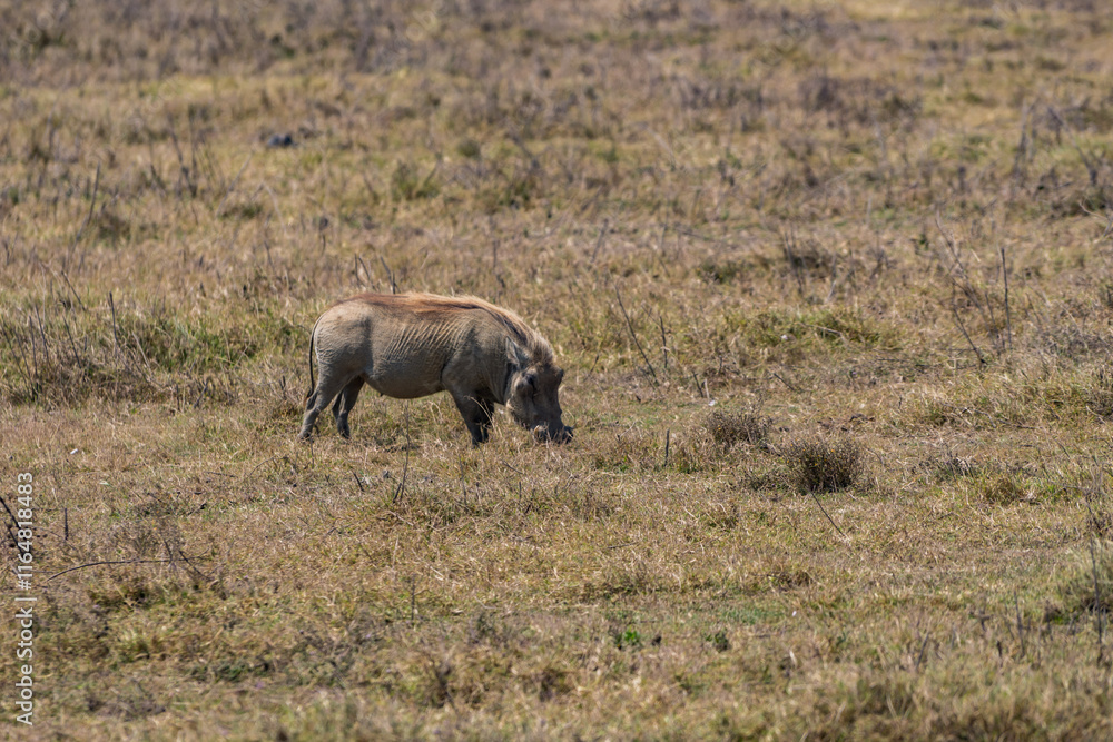 Fototapeta premium タンザニアのンゴロンゴロ保全地域のイボイノシシ