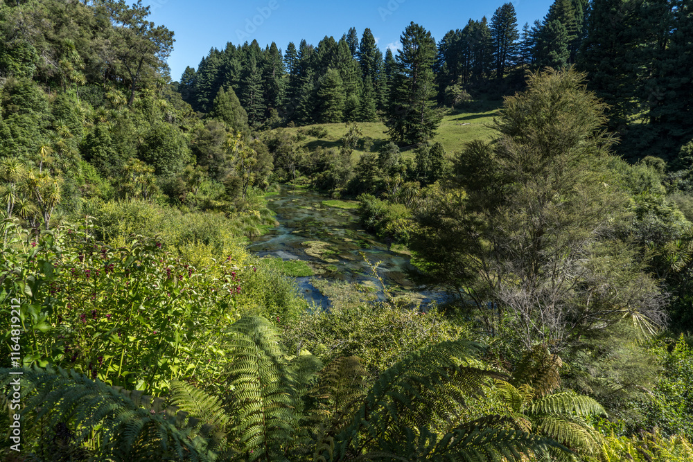 Obraz premium Waihou River. Blue Springs Putararu, which supplies around 70 per cent of New Zealand's bottled water. The weed is under water showing just how clear and clean the water is