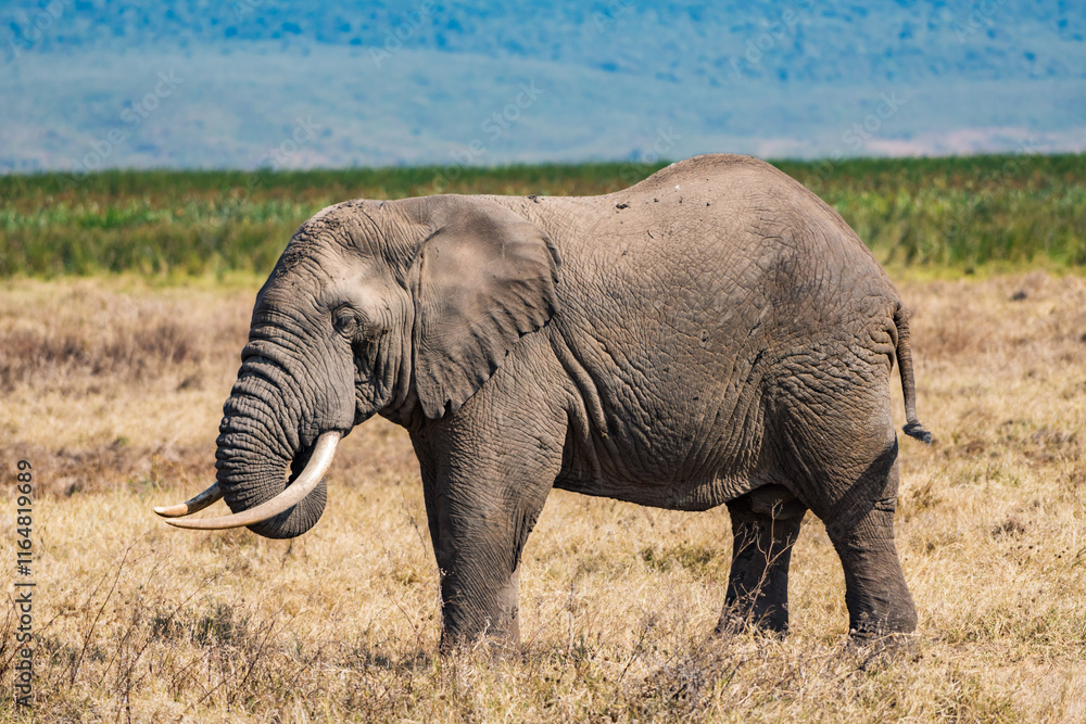 Obraz premium タンザニアのンゴロンゴロ保全地域のアフリカゾウ