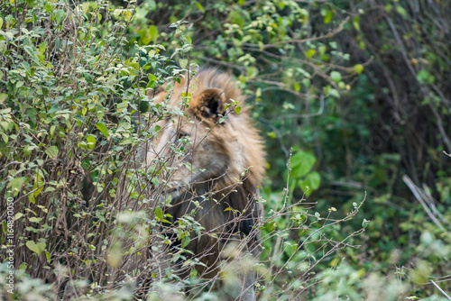 タンザニアのマニャラ湖国立公園のライオン photo