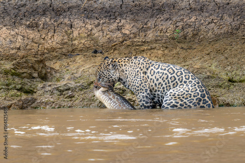 Jaguar walking in the river with slain Caiman photo