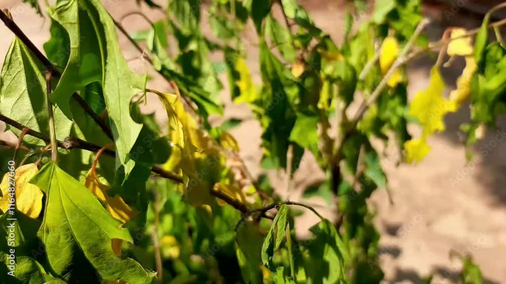 yellowing and withering of hibiscus leaves yellowing and withering of hibiscus leaves